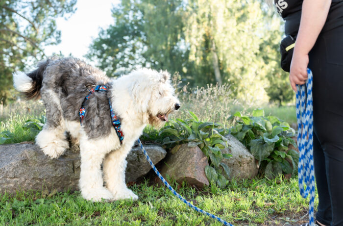 koira jumppaa lenkillä