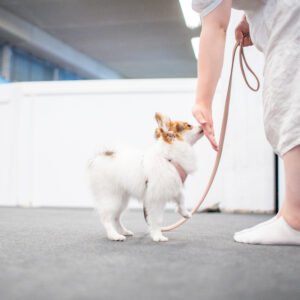 koira koskemassa kuonolla omistajan kämmentä