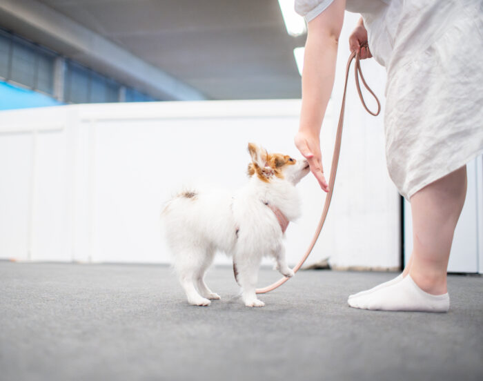 koira koskemassa kuonolla omistajan kämmentä
