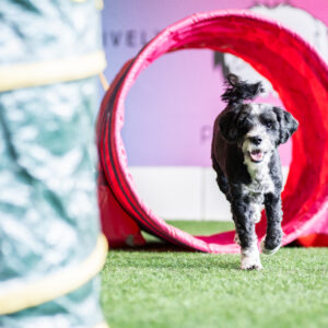 koira juoksee putken läpi