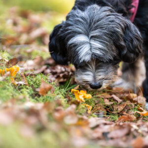 Koira nuuskii kanttarellia metsässä