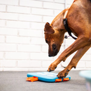 Puuhamaan lisäkoira