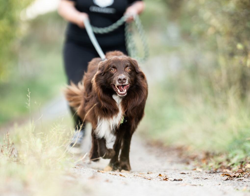 koira juoksee omistajan kanssa