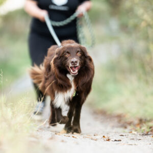 koira juoksee omistajan kanssa