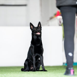 koira istuu tokotreeneissä