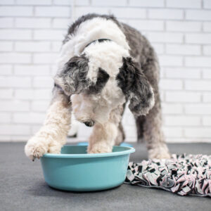 Iloisesti puuhaava koira etutassut pesuvadissa