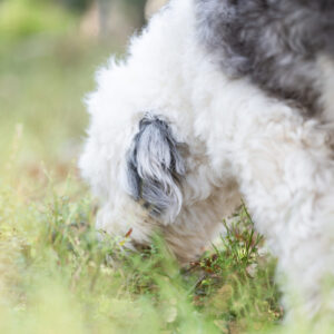 Nenä töihin - virikejäljestys