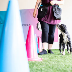 Koirakko pujottelee kartioita