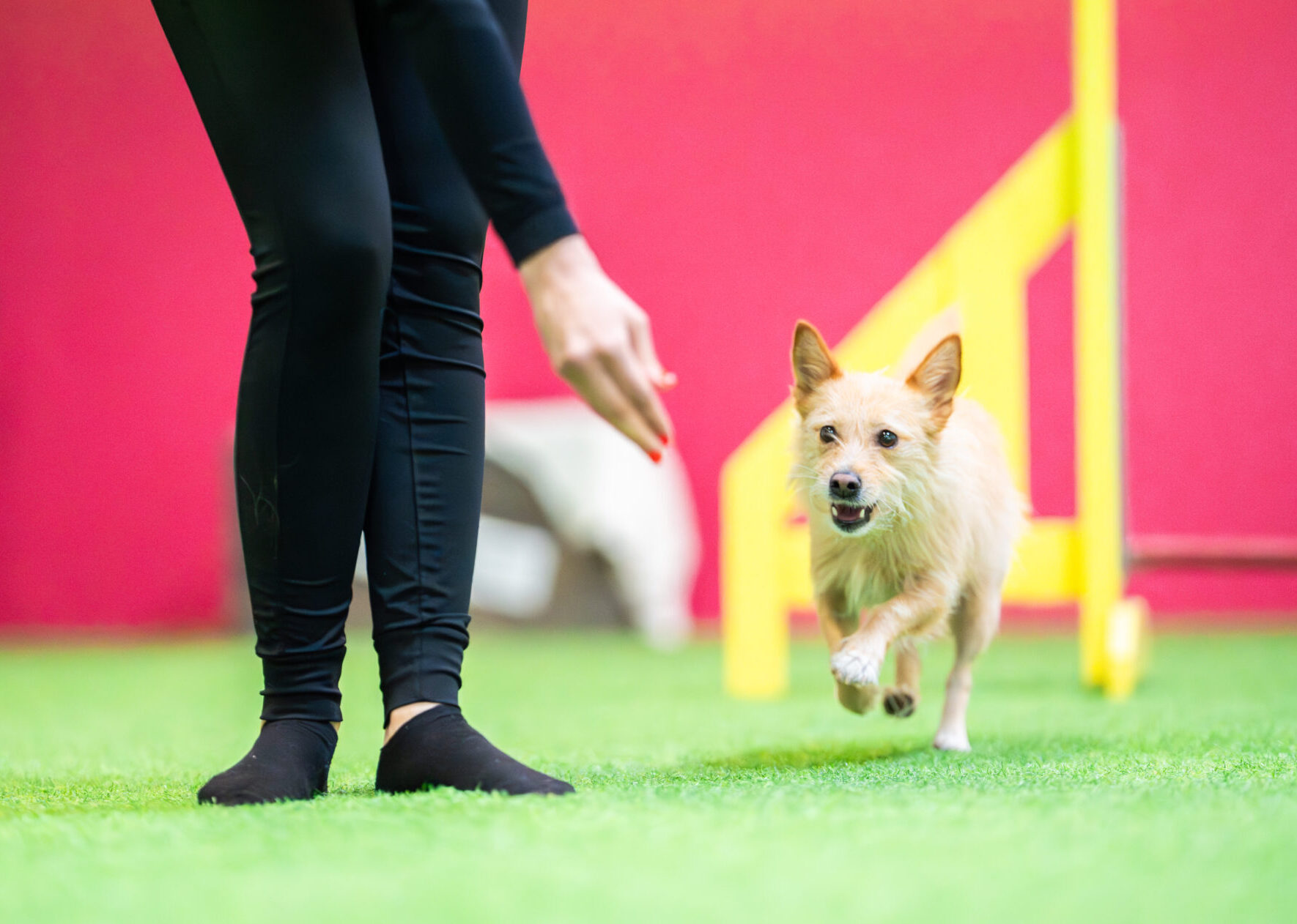 koira juoksee omistajan luokse hypyn jälkeen