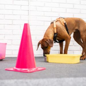 Koira on löytänyt hajunlähteen tavaroiden seasta