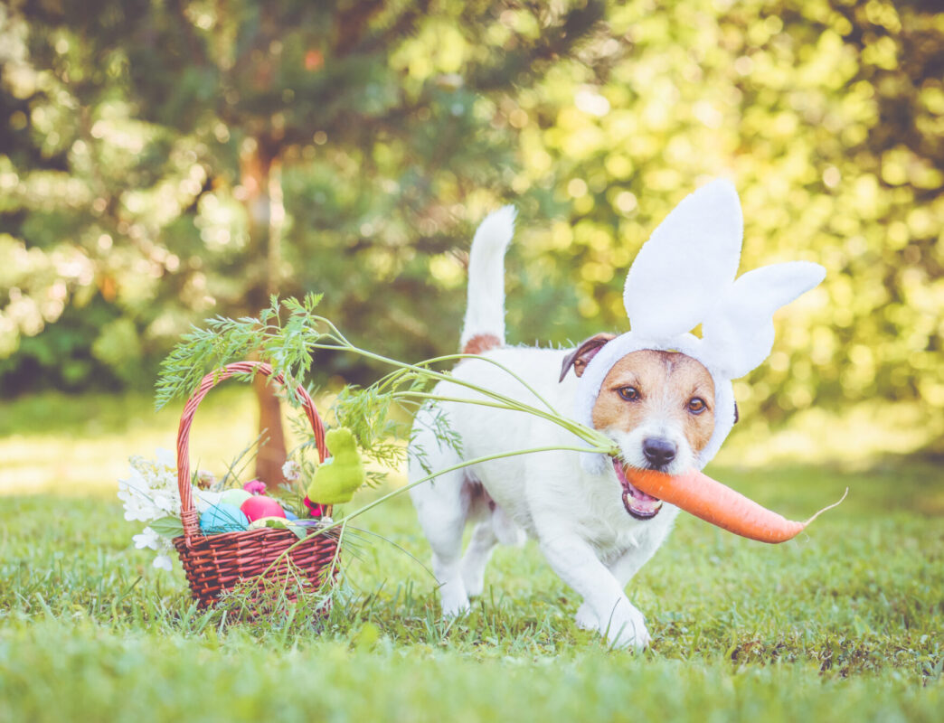 koira porkkana suussa