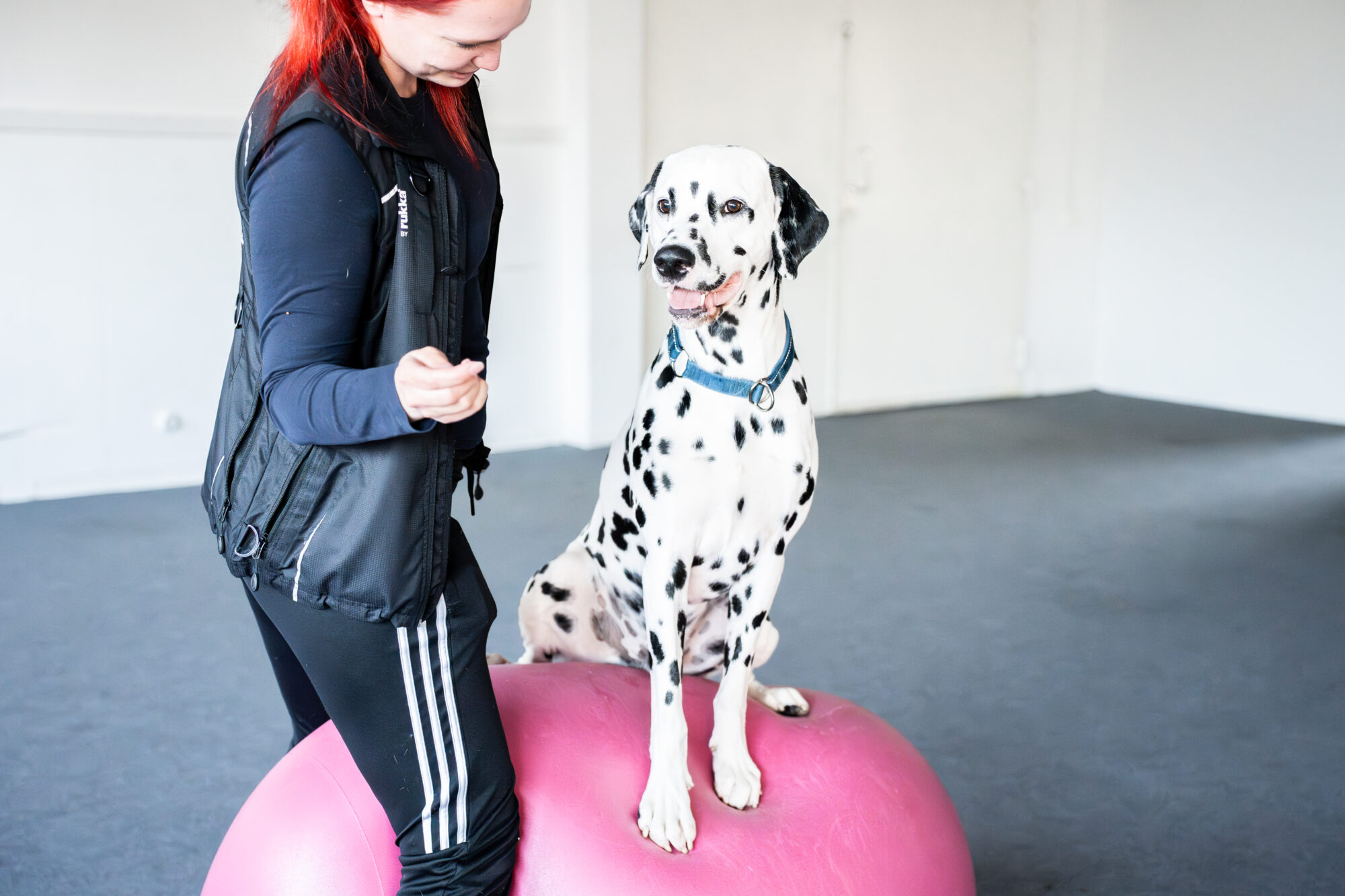 koira istuu dobo-pallon päällä