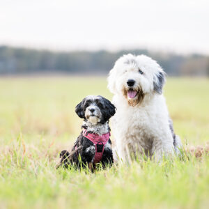 Pawsitive Wellness Coach - koirien hyvinvointivalmentaja 2026