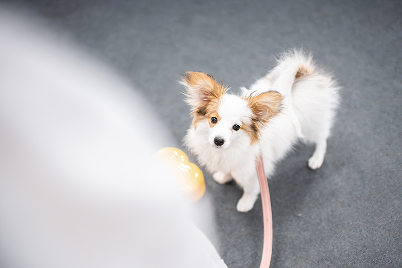 perhoskoira katsoo omistajaa