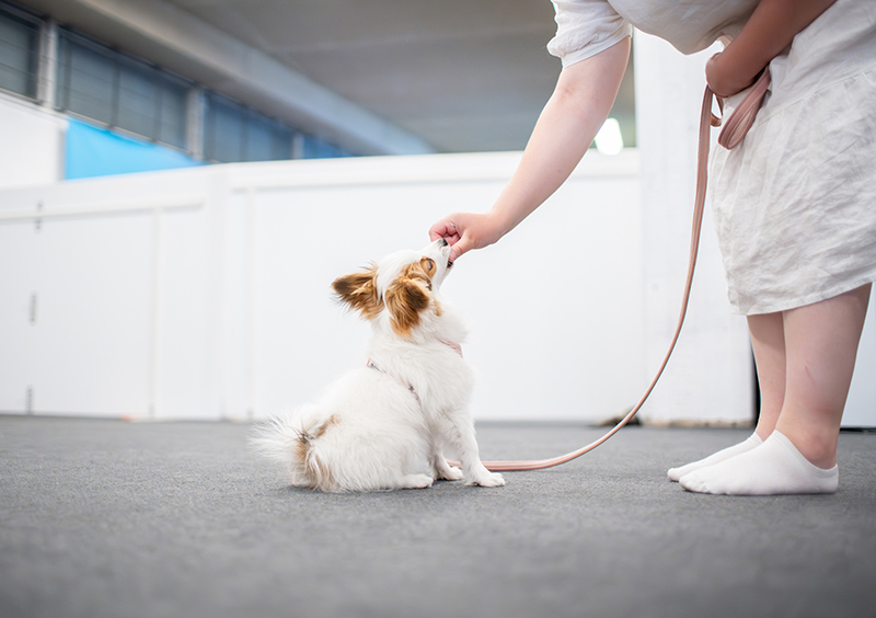 Koiranpentu pentukurssilla
