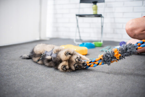 Koiranpentu leikkii lelulla pentukurssilla