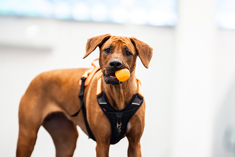 Ruskea koira leikkii