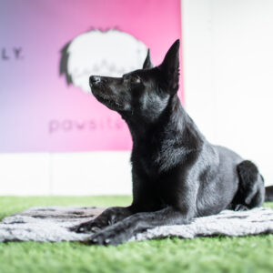 Häiriö- ja rauhoittumistreeni