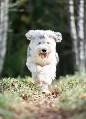 hyvinvoiva koira juoksee metsässä