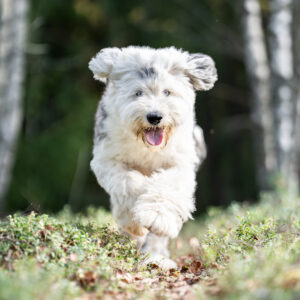 hyvinvoiva koira juoksee metsässä