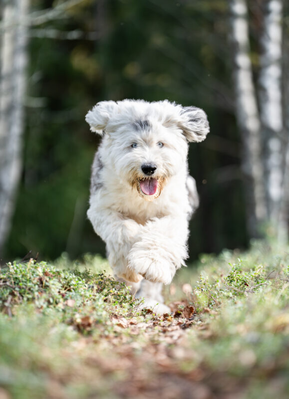 hyvinvoiva koira juoksee metsässä