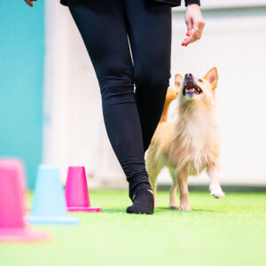 koira seuraa omistajaa kontaktissa