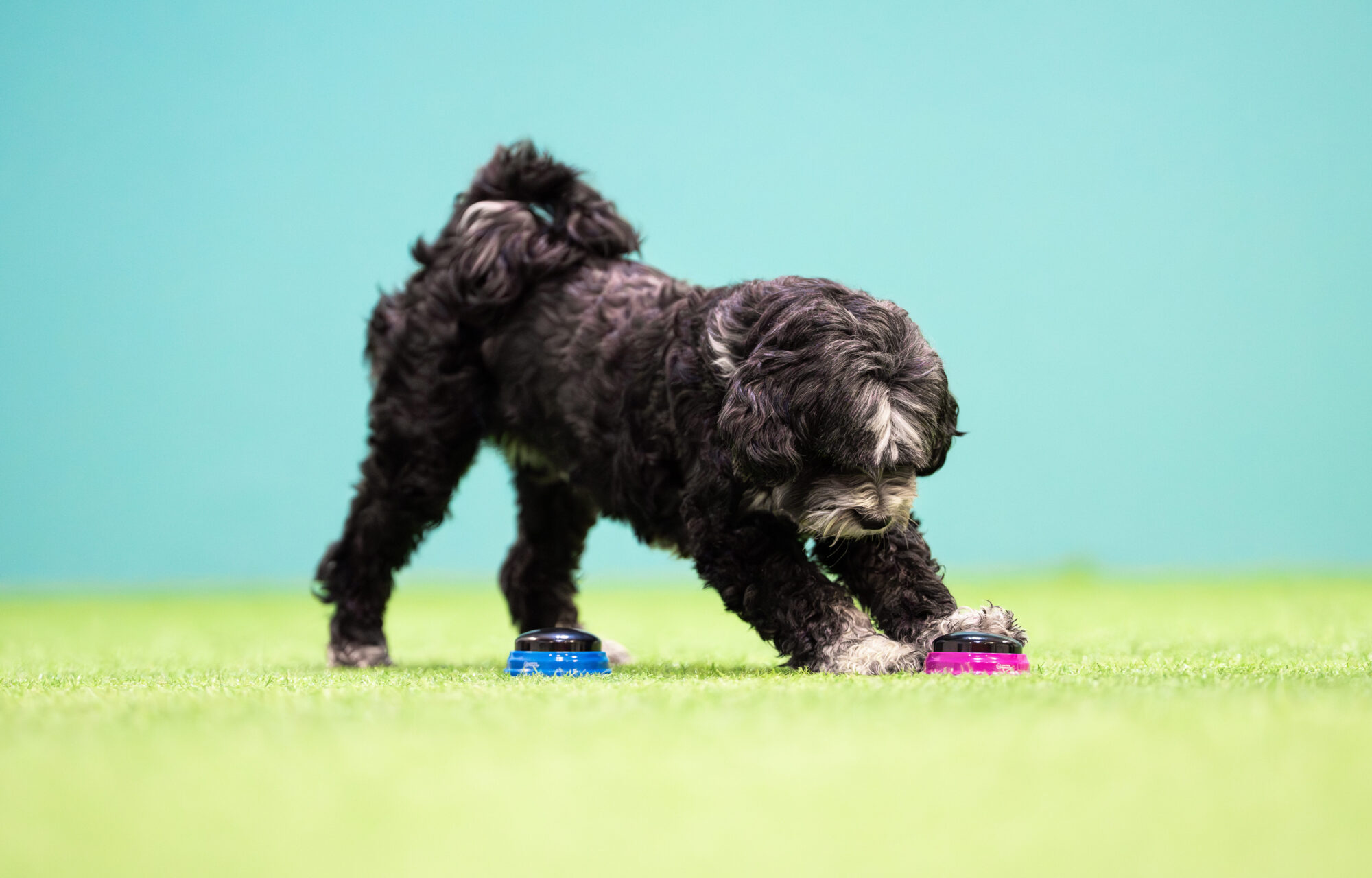 Puhuva koira - äänipainikkeiden koulutuspäivä la 23.5.