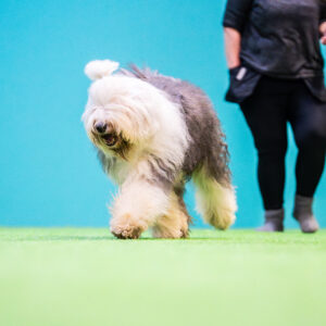 Koira liikkuu vapaana eteenpäin omistajan edessä hallissa