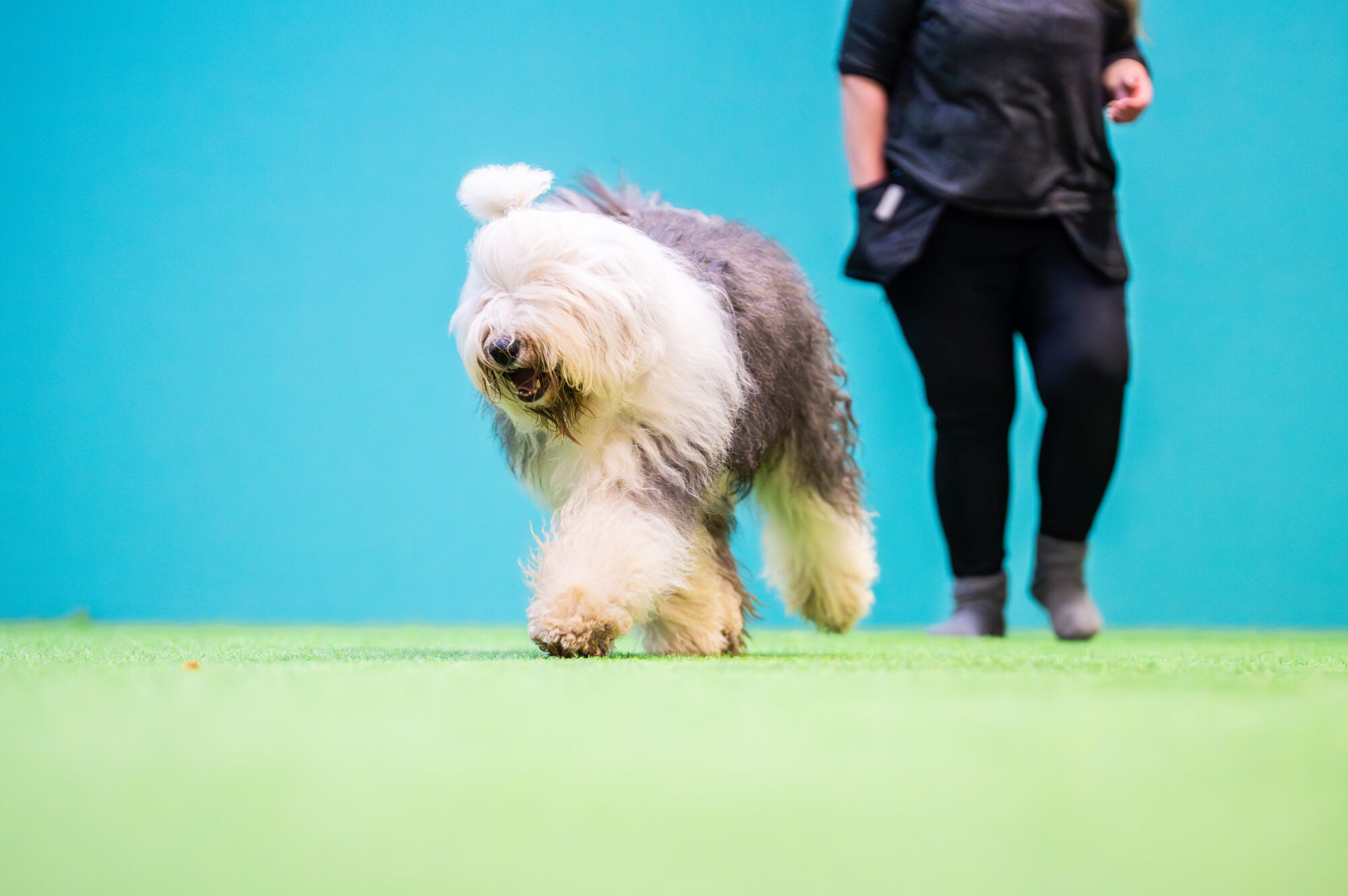 Koira liikkuu vapaana eteenpäin omistajan edessä hallissa