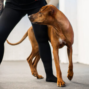 Koira pujottelee ohjaajan jalkojen välistä