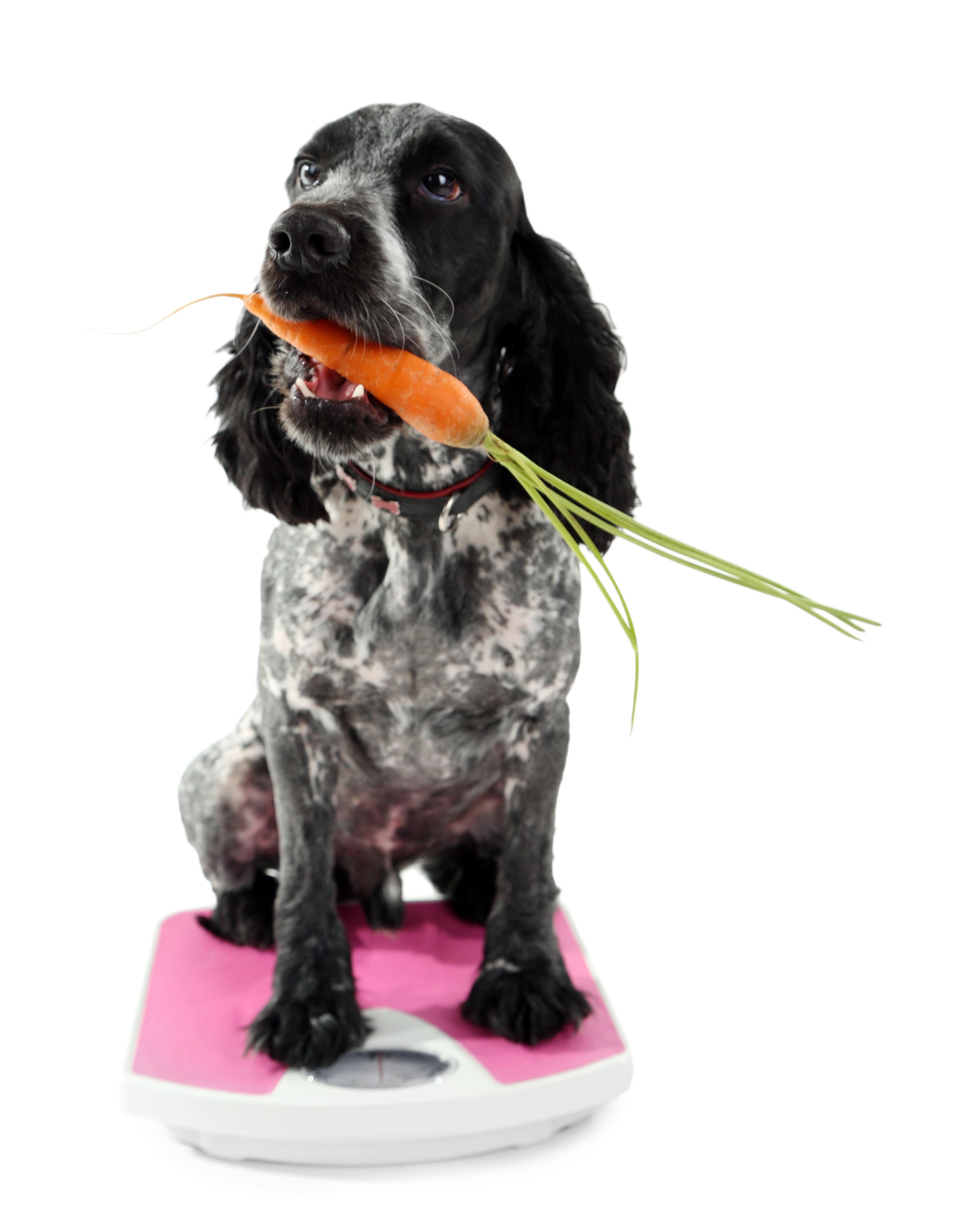 Koira vaa'alla porkkana suussa