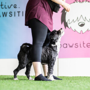 Koira seisoo omistajan jalkojen välissä