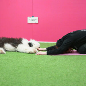 Koira ja omistaja jumppaa yhdessä