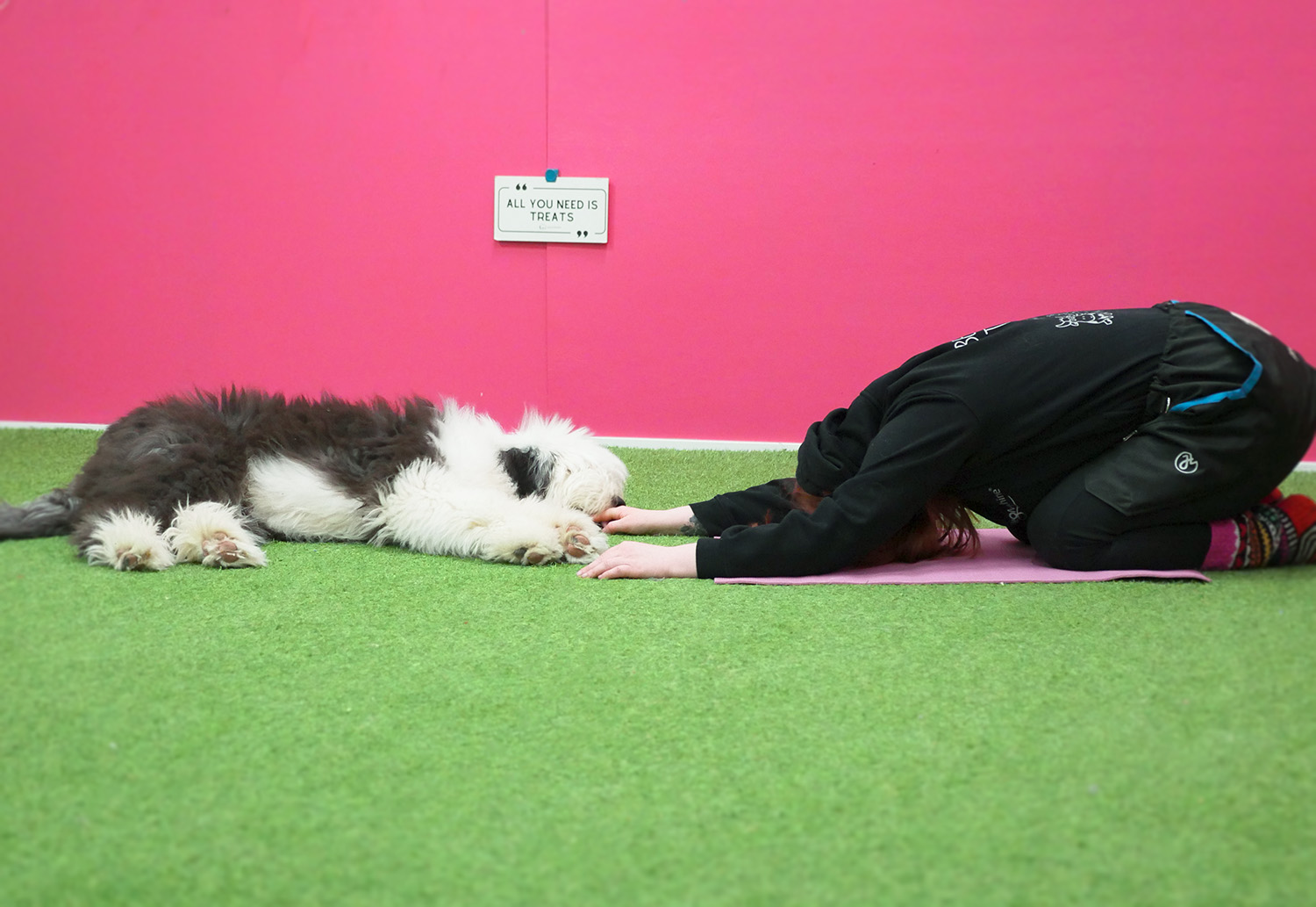 Koira ja omistaja jumppaa yhdessä