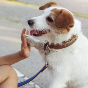 Juniorikouluttaja – lapsi ja koira -kurssi